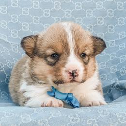 Ned - Sable male Pembroke Welsh Corgi puppy in Oak City, Utah from Shells’ Corgis