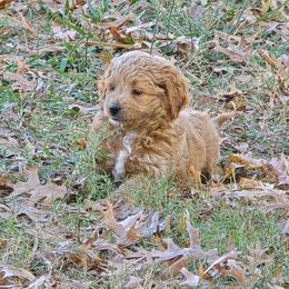 Duke - Cream male Aussiedoodle puppy in Windom, Texas from Wild Farm Puppies