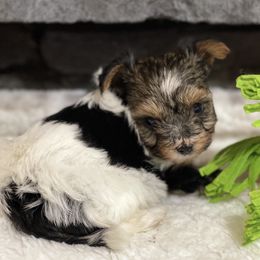Biewer Terrier Puppies from Southern Star Biewers