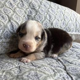 Theodore - Blue merle male Australian Shepherd puppy in Grants Pass, Oregon from Carmel Mountain Aussies