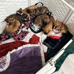 Boxer Puppies from Shalyce Pifer