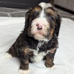White - Tri-color male Bernedoodle puppy in Connecticut from Valley View Doodles