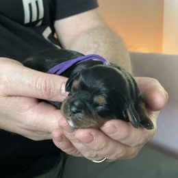 Cavalier King Charles Spaniel Puppies from Royal Mile Cavaliers
