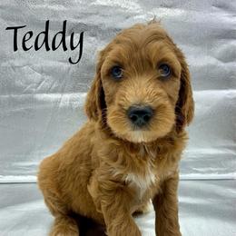 Teddy - Red  male Goldendoodle puppy in Travelers Rest, South Carolina from Bailey Mountain Doodles
