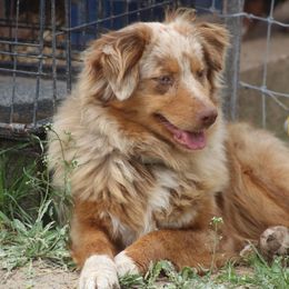 Lucy - Miniature Australian Shepherd