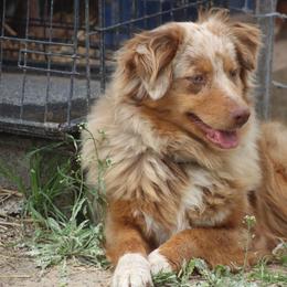 Lucy - Miniature Australian Shepherd