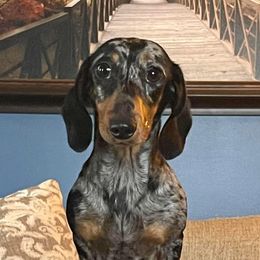 Dottie - Dachshund