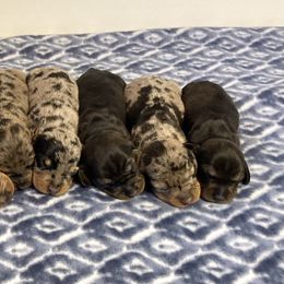 Boy 3 - Dachshund puppy in New Caney, Texas from Liberty Dachs