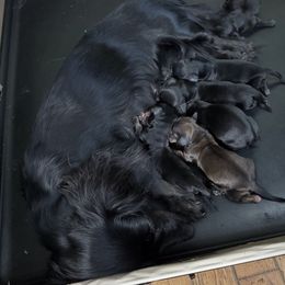 Dachshund puppies from FOSTERS FRENCHIES and DACHSHUNDS