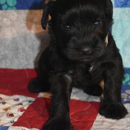 Miniature Schnauzer Puppies from Tandy Phillips's Miniature Schnauzers