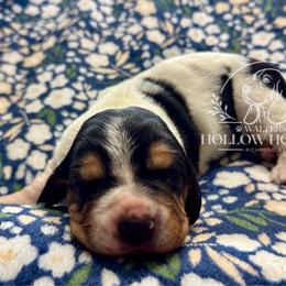 Ringo - Black white and brown male Basset Hound puppy in Richmond, Kentucky from Walters Hollow Hounds