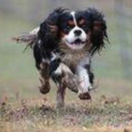 Cavalier King Charles Spaniels from Lynsfaire Cavaliers