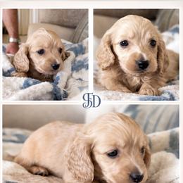 Dachshund Puppies from Sugarfoot Dachshunds