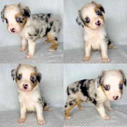 Blue Merle female - Blue merle female Miniature Australian Shepherd puppy in Brooker, Florida from Honey, I Shrunk the Aussies