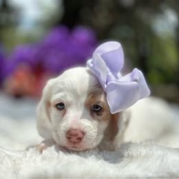 Layla - Piebald female Dachshund puppy in Lakeland, Florida from Elite Doxies Florida