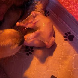 Golden Retriever Puppies from Ruff Life Goldens