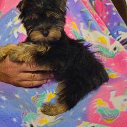Candy - Black and gold female Yorkshire Terrier puppy in Dayton, Ohio from Little Yorkie Babies