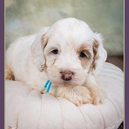 Jack - Buff and white male Cockapoo puppy in Connersville, Indiana from Deaz Doodle Ranch