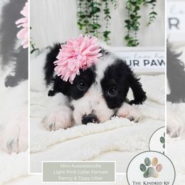 Light Pink Female - Black tri-color female Aussiedoodle puppy in Grand Rapids, Michigan from The Kindred K9
