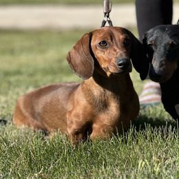 Nutmeg - Dachshund