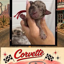 Corvette - Merle male Goldendoodle puppy in Garland, Texas from Twilight Doodles