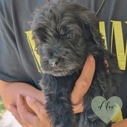 Alex - Black male Portuguese Water Dog puppy in Jacksonville, Florida from Atlantic Coast PWD