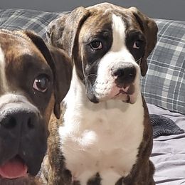 Boxers from Dobbins Boxers