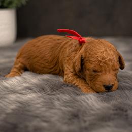 Brick - Red  male Poodle puppy in Atlanta, Georgia from TRDBOATL