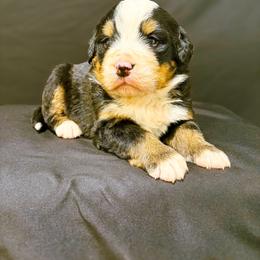 Willie - Black rust and white male Bernese Mountain Dog puppy in Alabama from Dogwood Creek Bernese