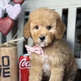 Nancy - Apricot female Goldendoodle puppy in Yuciapa, California from AlltheDoodlez_