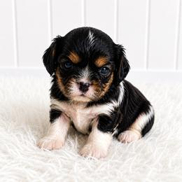 Atticus - Tri-color male Cavalier King Charles Spaniel puppy in Wahiawa, Hawaii from Kakazu King Charles Cavaliers
