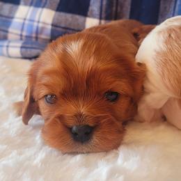 Boy 4 - Ruby male Cavalier King Charles Spaniel puppy in Castorland, New York from Faithful Friends Cavaliers