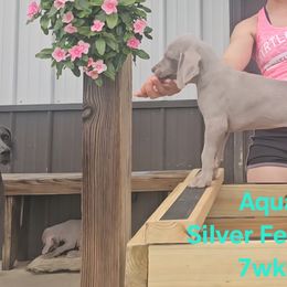 Weimaraner Puppies from So-IN Weimaraner's