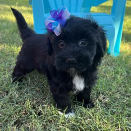 BabyGirl - Black and white female Havanese puppy in Monahans, Texas from Homeward Havanese, LLC