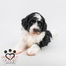 Cici - Tri-color female Bernedoodle puppy in Travelers Rest, South Carolina from Doodles of Love Labradoodles