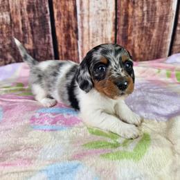 Sorsha - Dapple female Dachshund puppy in Malad City, Idaho from Mountain Sage Dachshunds