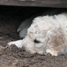 Goldendoodle Puppies from Bianca Bleu Goldendoodles