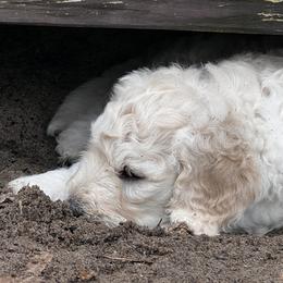 Goldendoodle Puppies from Bianca Bleu Goldendoodles