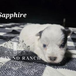 Sapphire - Blue female Australian Cattle Dog puppy in Silsbee, Texas from Rockin ND Ranch
