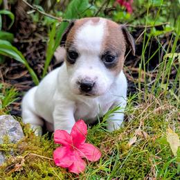 Kya - White and tan female Russell Terrier puppy in Sandown, New Hampshire from Patch Wood Irish Jacks