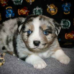 Countdown - Blue merle male Australian Shepherd puppy in El Dorado Springs, Missouri from HP Aussie Kennels
