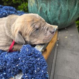 Truvy - Brindle female Great Dane puppy in Granby, Missouri from HCR Great Danes