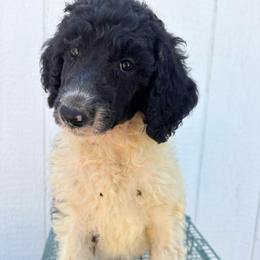 Ares (wMiriam) - Parti male Poodle puppy in Meadowbrook, California from Standard Poodle Pups