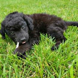 Karen - Phantom female Poodle puppy in Palmyra, Nebraska from Nebraska K9's