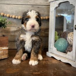 Rocky - Merle male Bernedoodle puppy in Idaho from Bernese By Barzees