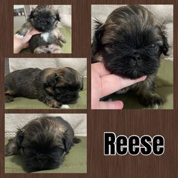 Reese - Fawn sable male Pekingese puppy in Clinton, Tennessee from Gracelands Pekingese
