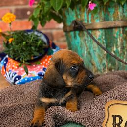 Dachshunds from Rodeo Doxies