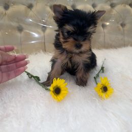 Coraline - Black and gold female Yorkshire Terrier puppy in Hesperia, California from Toy Treasure Yorkies