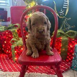 Robert Redford- green collar - Red  male Goldendoodle puppy in Chino Valley, Arizona from Bass Creek Doodles