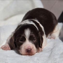 Hershey - Chocolate male Dachshund puppy in Mcminnville, Tennessee from Red Barn Farms Minis